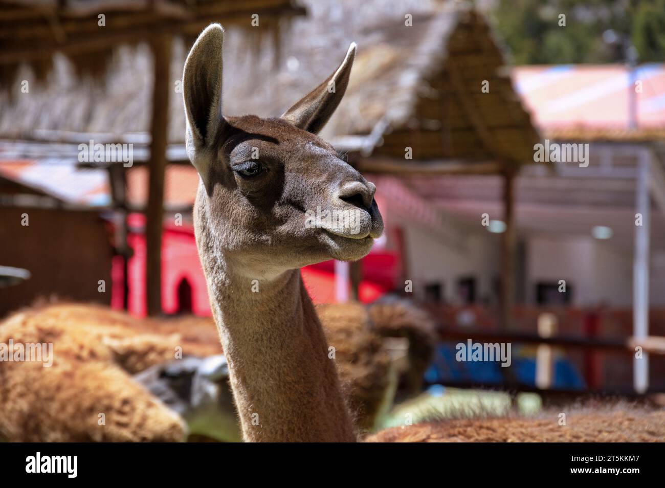 Portrait de guanaco au zoo, Pérou Banque D'Images