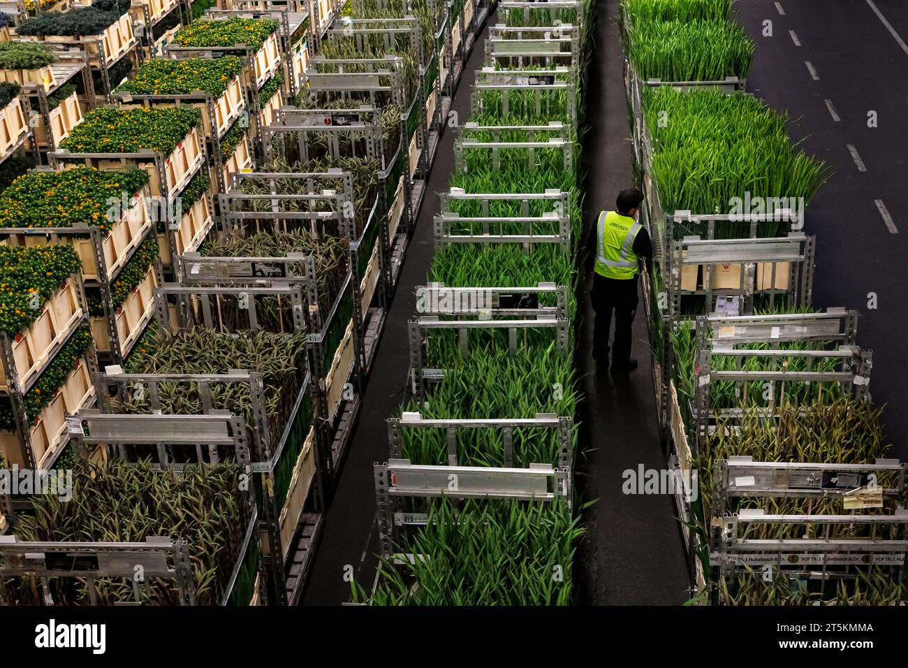 AALSMEER, PAYS-BAS - 06 SEPTEMBRE 2022. Aalsmeer Flower Auction est la plus grande vente aux enchères de fleurs au monde ; environ 20 millions de fleurs sont vendues Banque D'Images