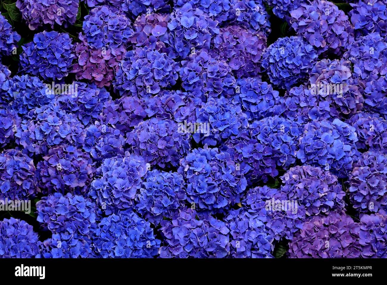 Beau buisson de fleurs bleues fleuries, violettes Hydrangea ou Hortensia. Banque D'Images