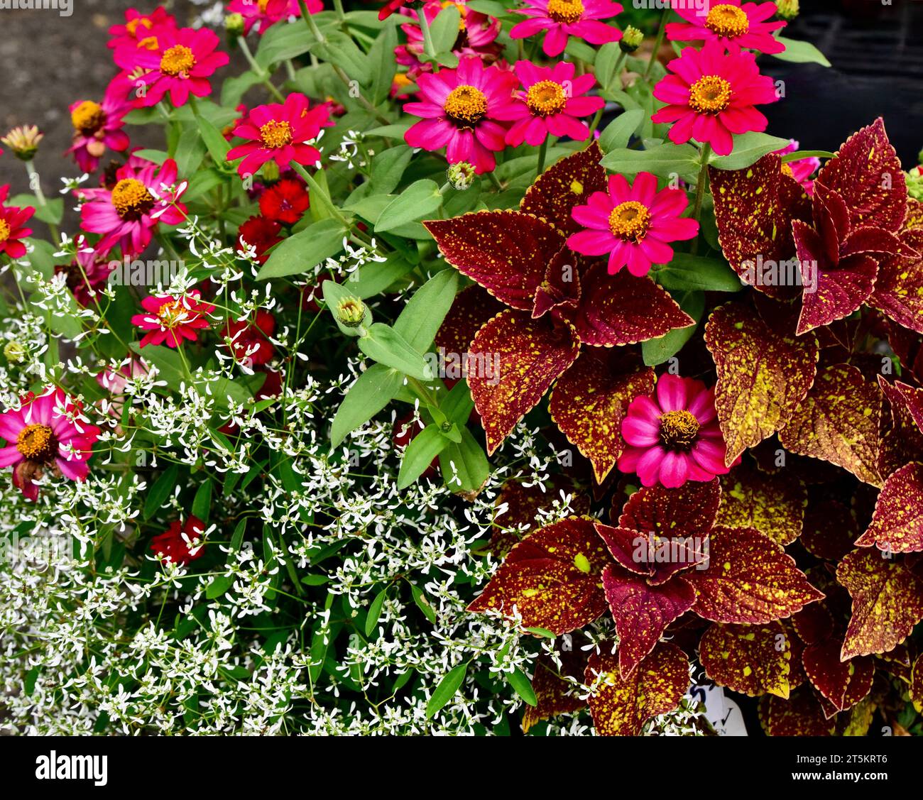 Un gros plan de fleurs de Zinnia avec Coleus et Euphorbia Banque D'Images