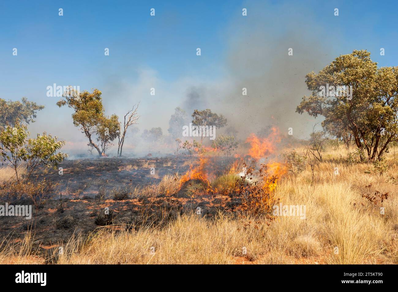 Feu de brousse le long de Tanami Road, région de Kimberley, Australie occidentale, Australie Banque D'Images