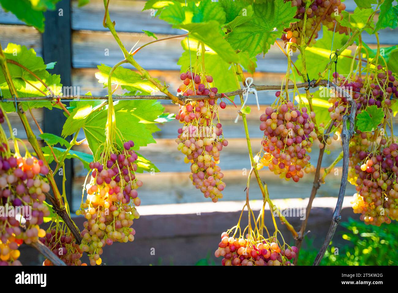 Raisins rouges mûrs dans un vignoble par une journée d'été ensoleillée. Saison fertile, vendanges Banque D'Images