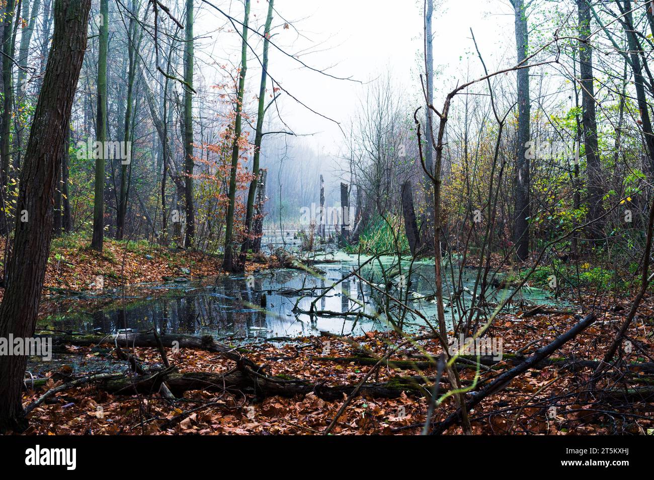 Paysage brumeux avec ruisseau forestier et feuilles d'automne sur les rives. Arbres, eau Banque D'Images