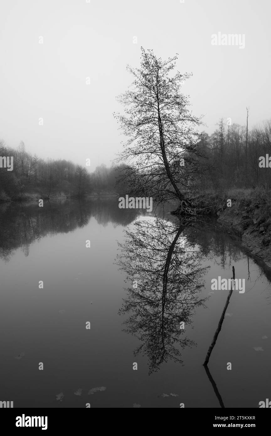 Paysage d'automne noir et blanc avec arbre solitaire et son reflet dans l'eau du lac forestier Banque D'Images