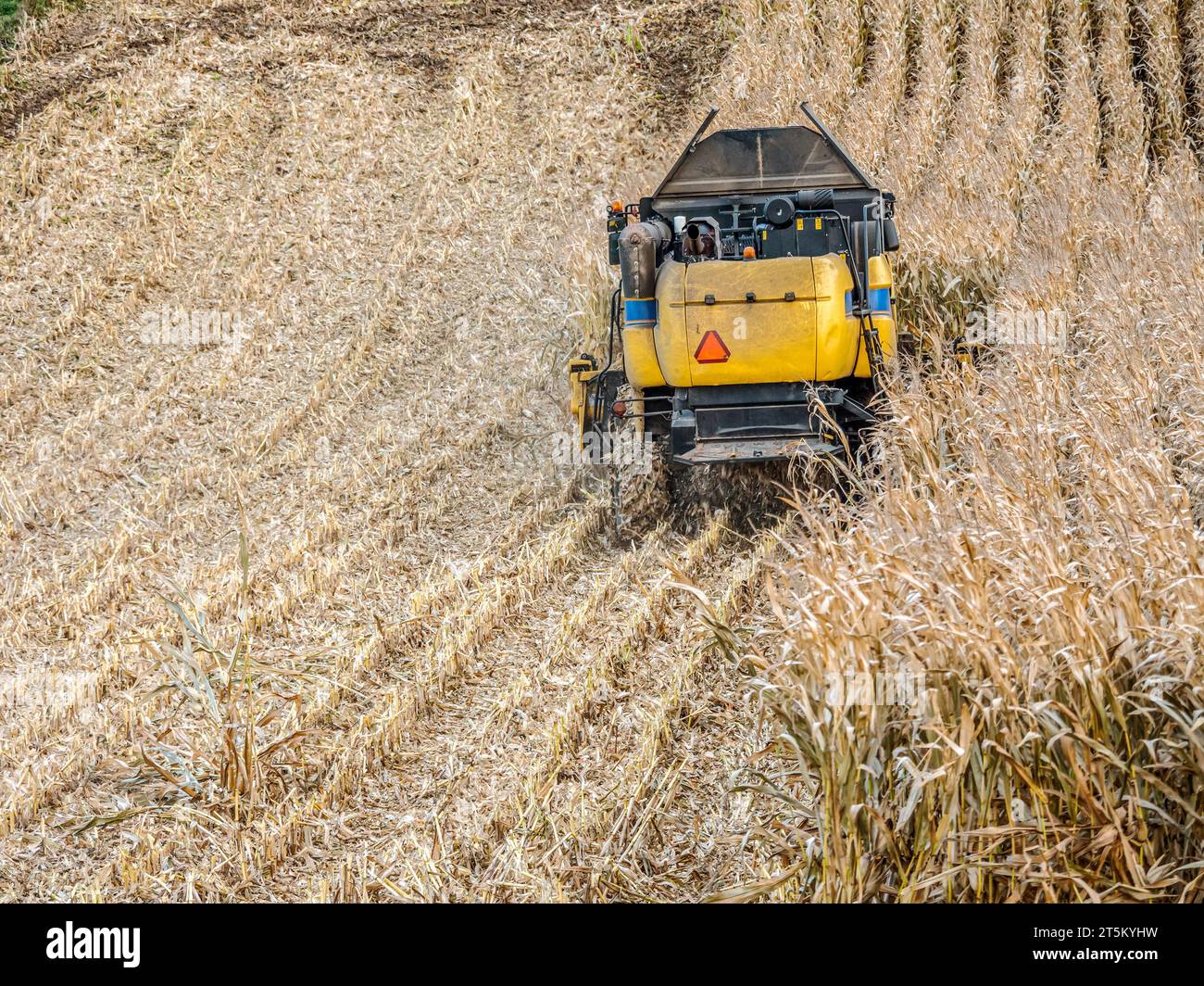 Récolte de maïs doux avec machine de récolte Banque D'Images