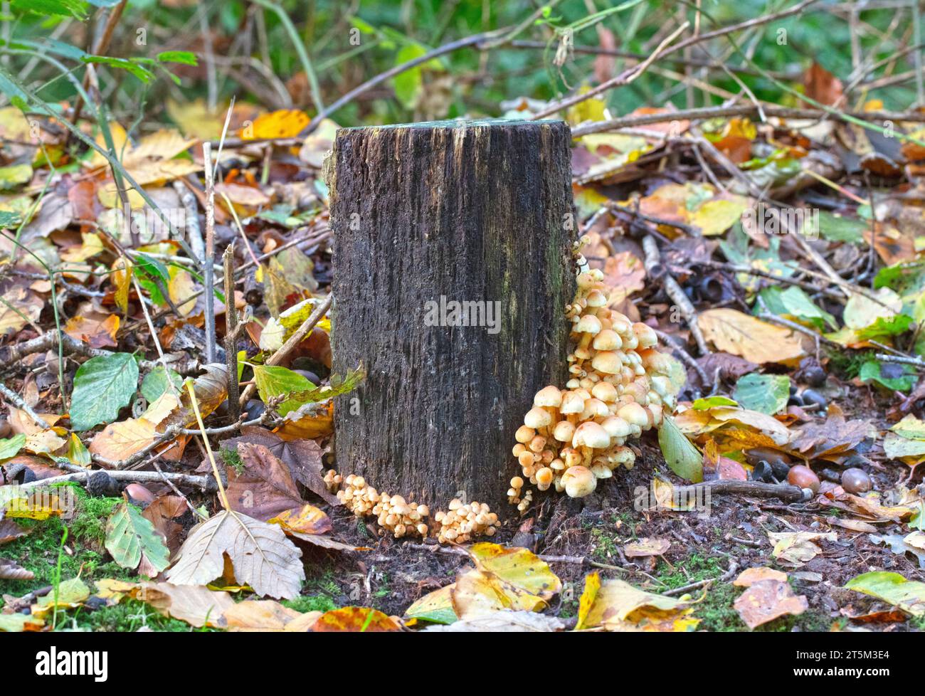 Groupe de champignons bruns dans une forêt à l'automne, pays-Bas Banque D'Images