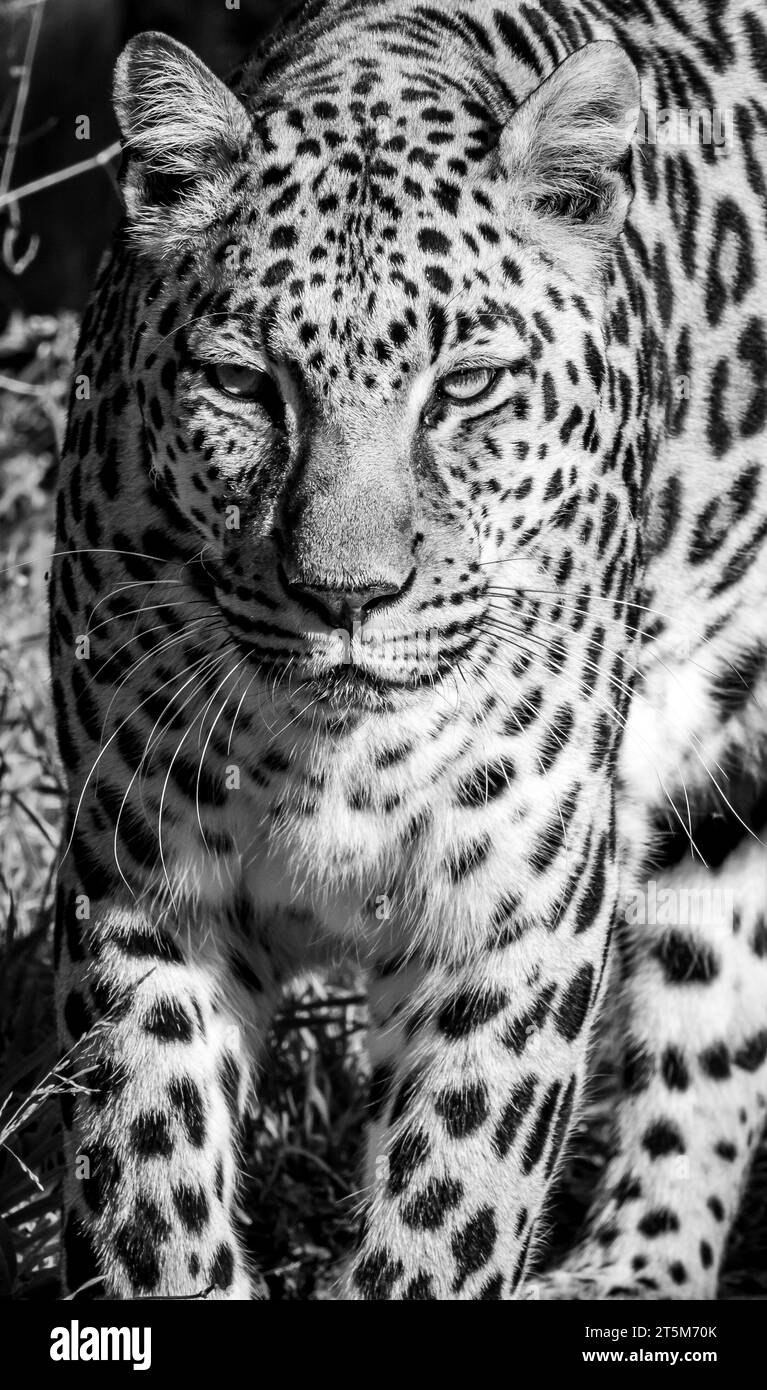 Léopard dans le centre de réhabilitation et de sensibilisation de la faune Tenikwa à Plettenberg Bay, Afrique du Sud Banque D'Images