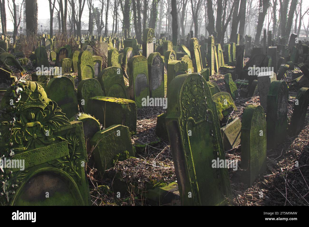 Cracovie, Pologne - 9 février 2020 : pierres tombales au milieu des sous-bois dans le nouveau cimetière juif de la rue Miodowa. Le cimetière négligé et envahi Banque D'Images