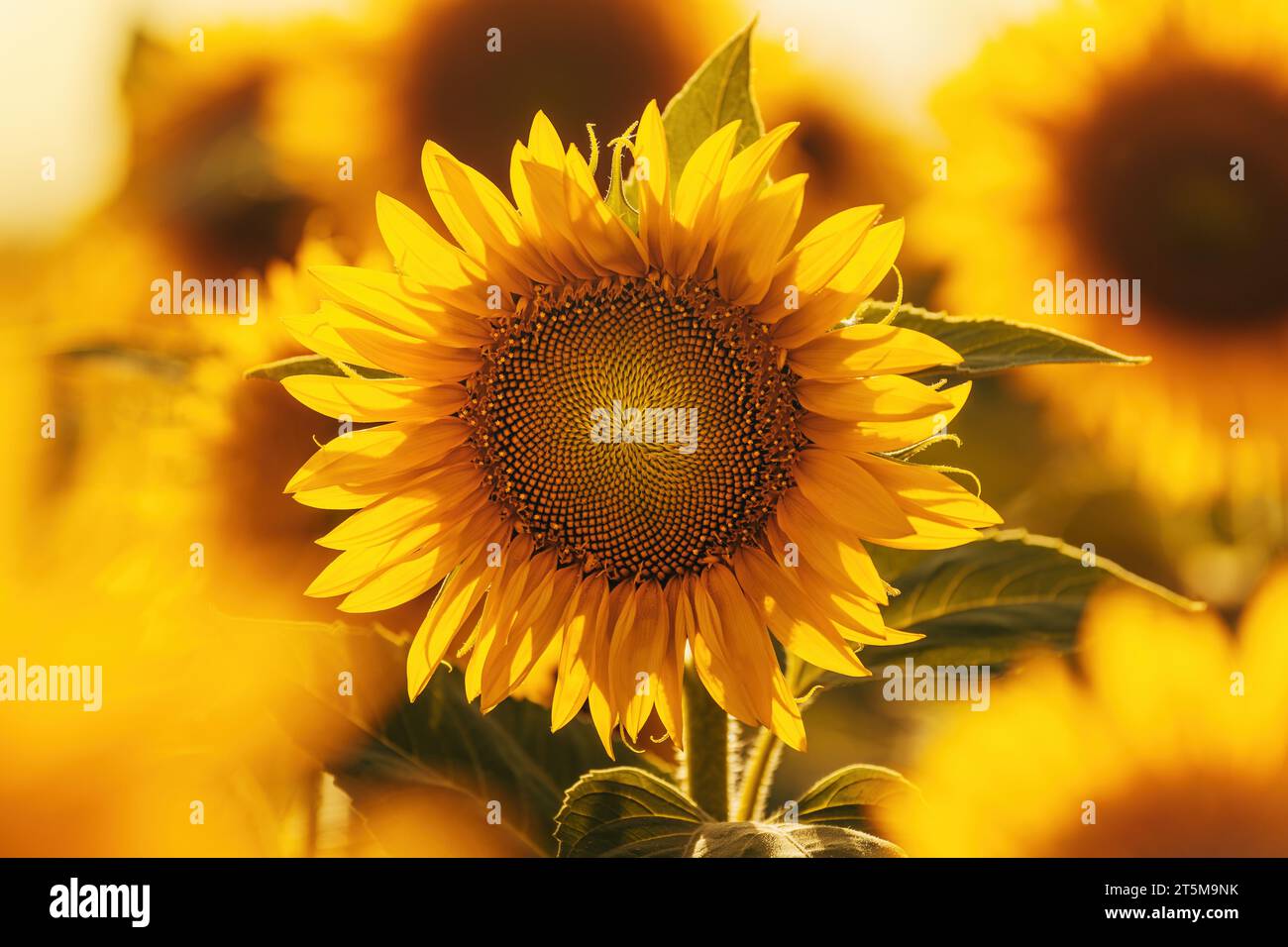 Tournesol en fleur, plantation cultivée Helianthus annuus en été, foyer sélectif Banque D'Images