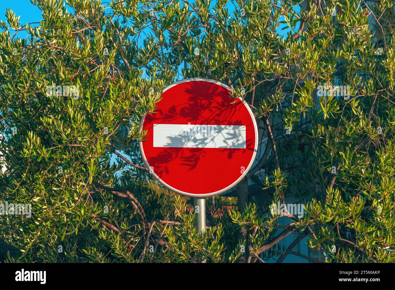 Aucun panneau de signalisation d'entrée entouré de branches d'olivier dans la matinée d'été, mise au point sélective Banque D'Images