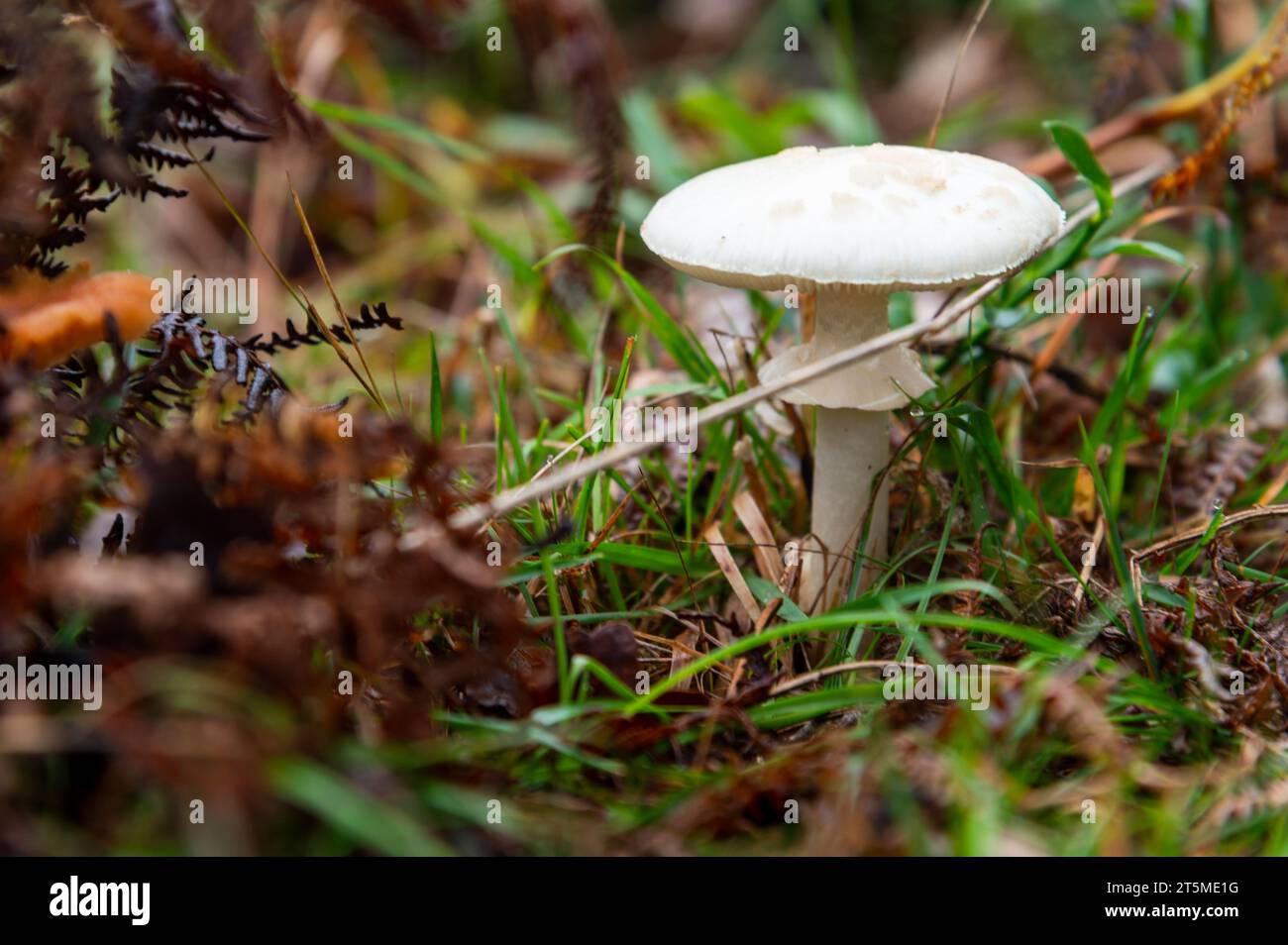 Champignons et champignons de la New Forest, Angleterre Banque D'Images