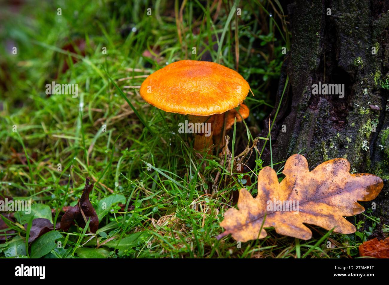 Champignons et champignons de la New Forest, Angleterre Banque D'Images