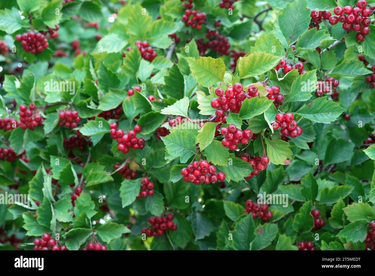 Fruit rouge de l'aubépine, communément appelé aubépine, Quickthorn, épingle, arbre de mai, whitethorn, hawberry. Banque D'Images