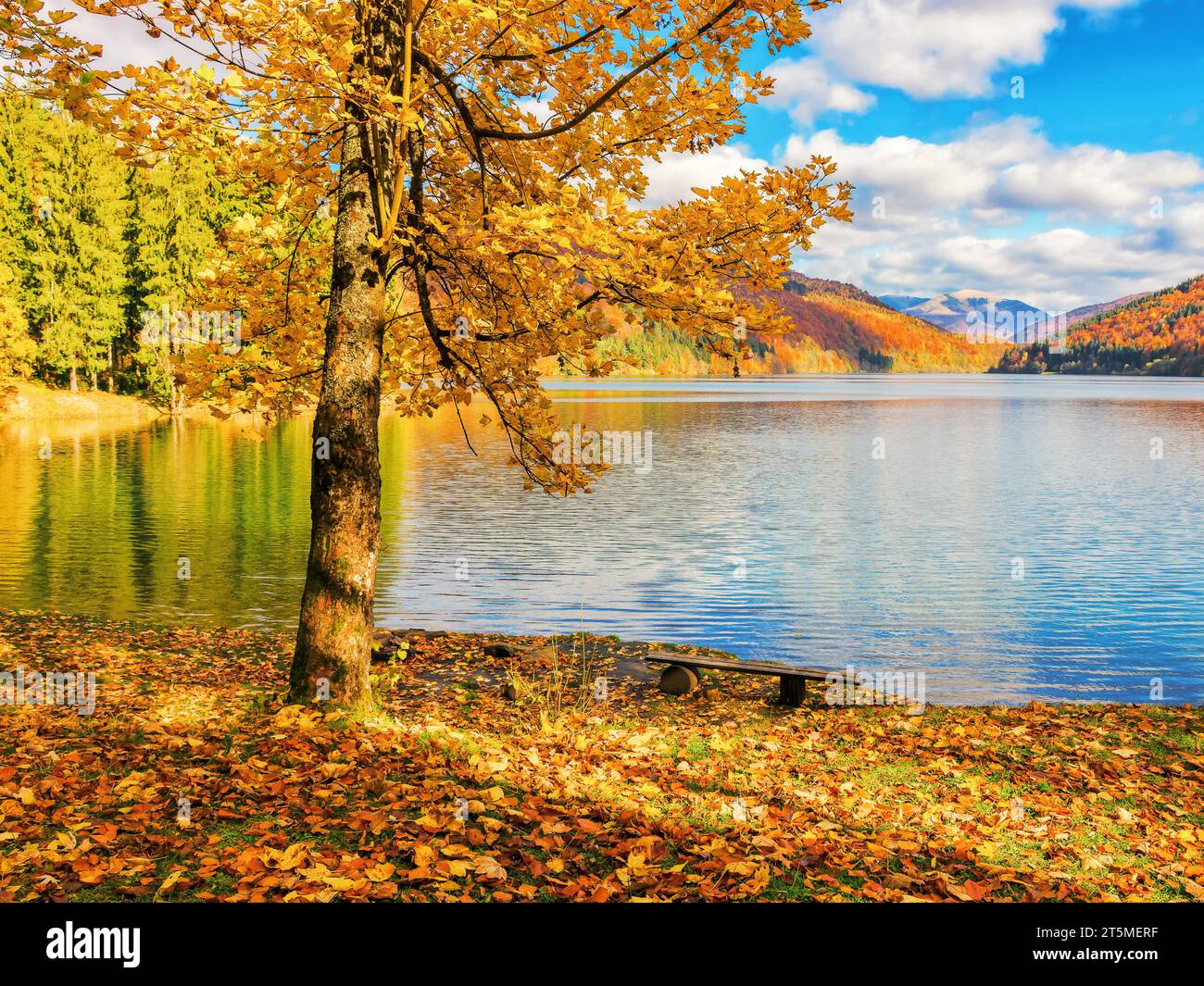 arbre aux couleurs vives de l'automne près du lac. rivage couvert de feuillage tombé. paysage montagneux par une journée ensoleillée en automne. beau paysage avec du bleu Banque D'Images