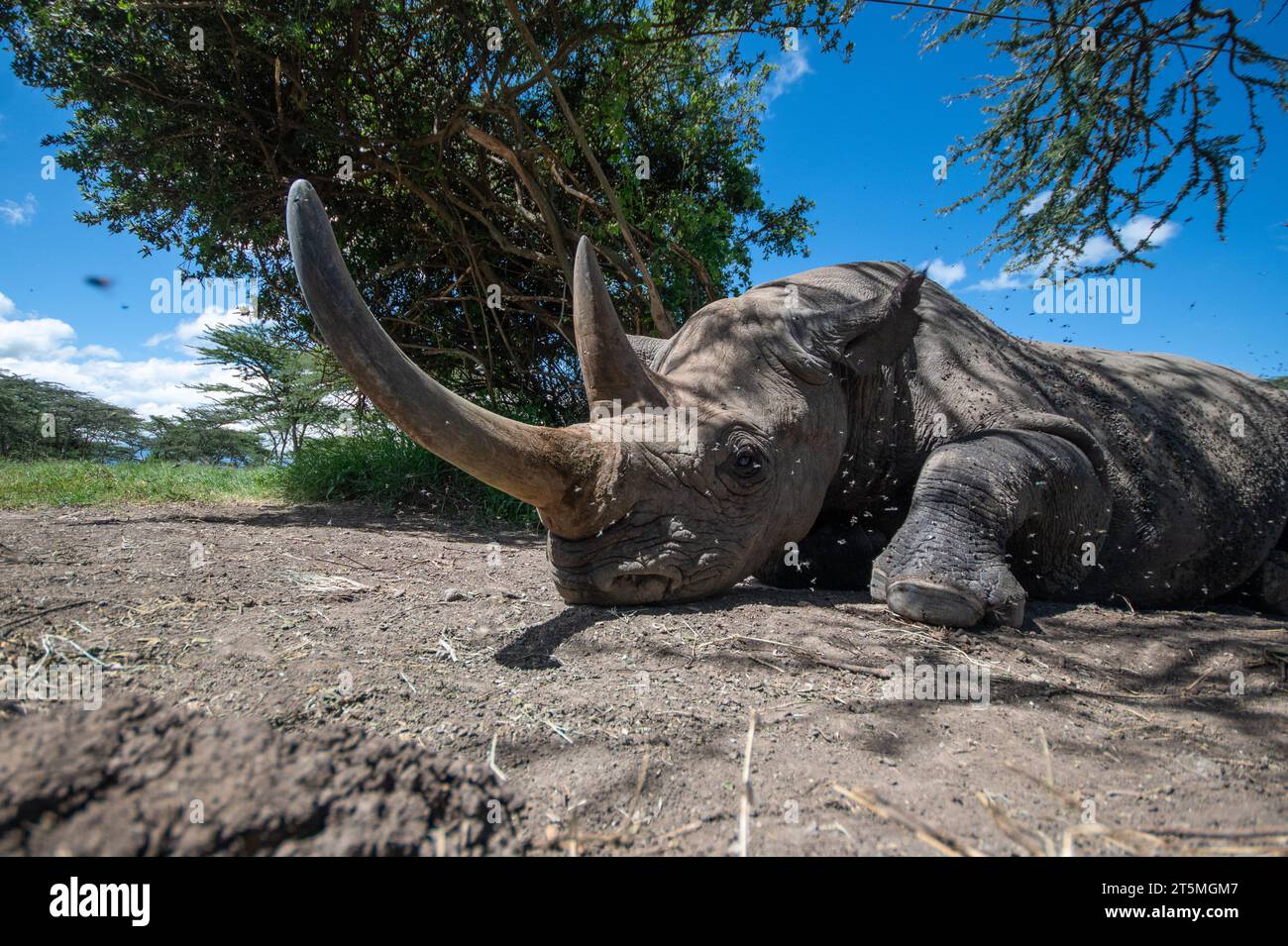 Baraka les images qui FONT FONDRE LE CŒUR DU rhinocéros aveugle KENYA montrent un rhinocéros noir aveugle très rare soigné par le personnel dévoué de l'OL Pejeta Conservan du Kenya Banque D'Images
