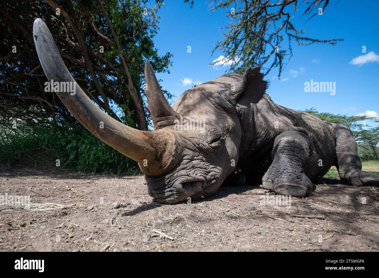 Rhinocéros noir KENYA les images QUI FONT FONDRE LE CŒUR montrent un rhinocéros noir aveugle très rare soigné par le personnel dévoué de l'OL Pejeta Conservancy du Kenya. BLI Banque D'Images