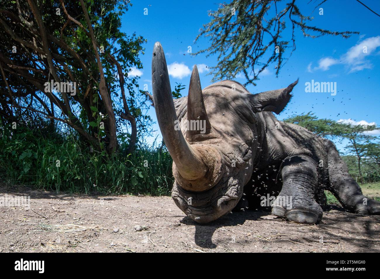 Baraka est très doux et gentil KENYA les images qui FONT FONDRE LE CŒUR montrent un rhinocéros noir aveugle très rare étant pris en charge par le personnel dévoué de l'OL Pejeta Co du Kenya Banque D'Images