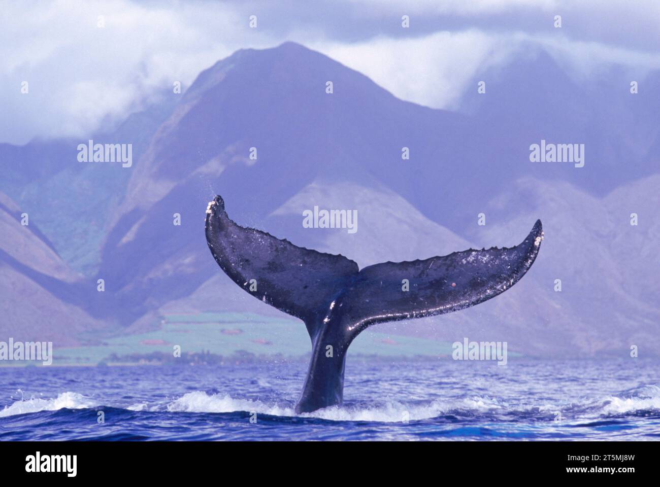 La queue d'une baleine brise la surface de l'eau devant les montagnes côtières, Hawaï, USA. Banque D'Images La queue d'une baleine brise la surface de l'eau devant les montagnes côtières, Hawaï, USA. Banque D'Images