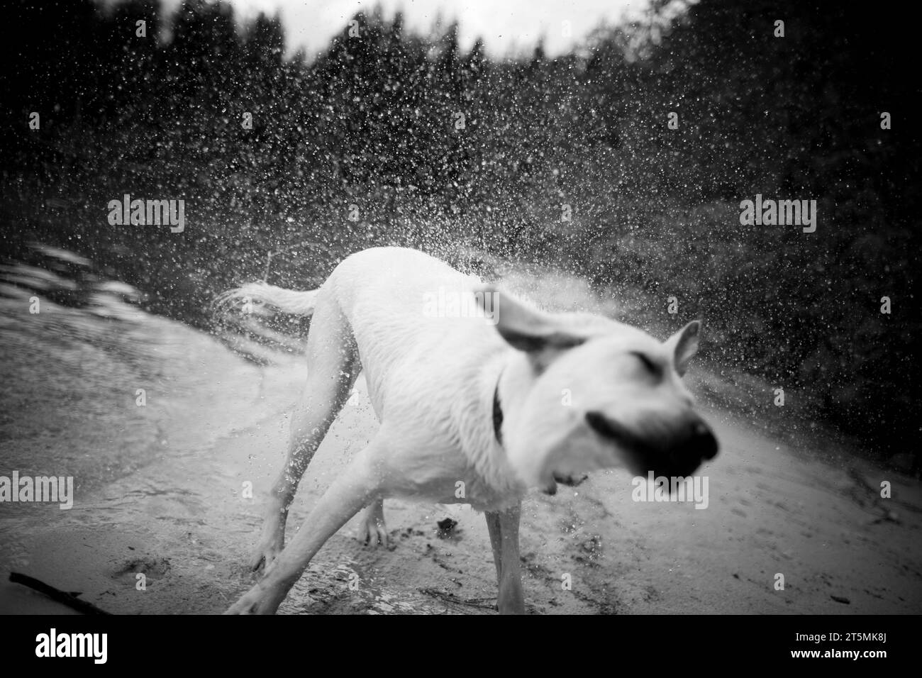 Le Labrador retriever tremble après avoir nagé dans le lac Hague sur l'île de Cortes au Canada. Banque D'Images