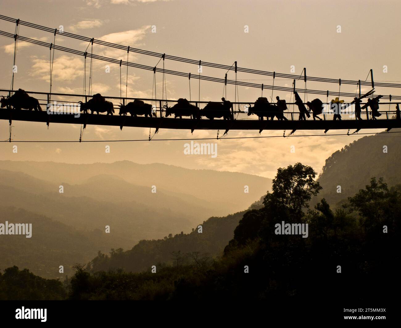 Des yaks et des porteurs transportant du matériel à travers un pont suspendu au-dessus de la rivière Tamur, Népal. Banque D'Images