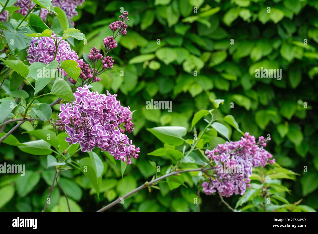 Lilas Syringa vulgaris sensation, unique, riche fleurs rouge violet ont un bord blanc à chaque pétale, Banque D'Images