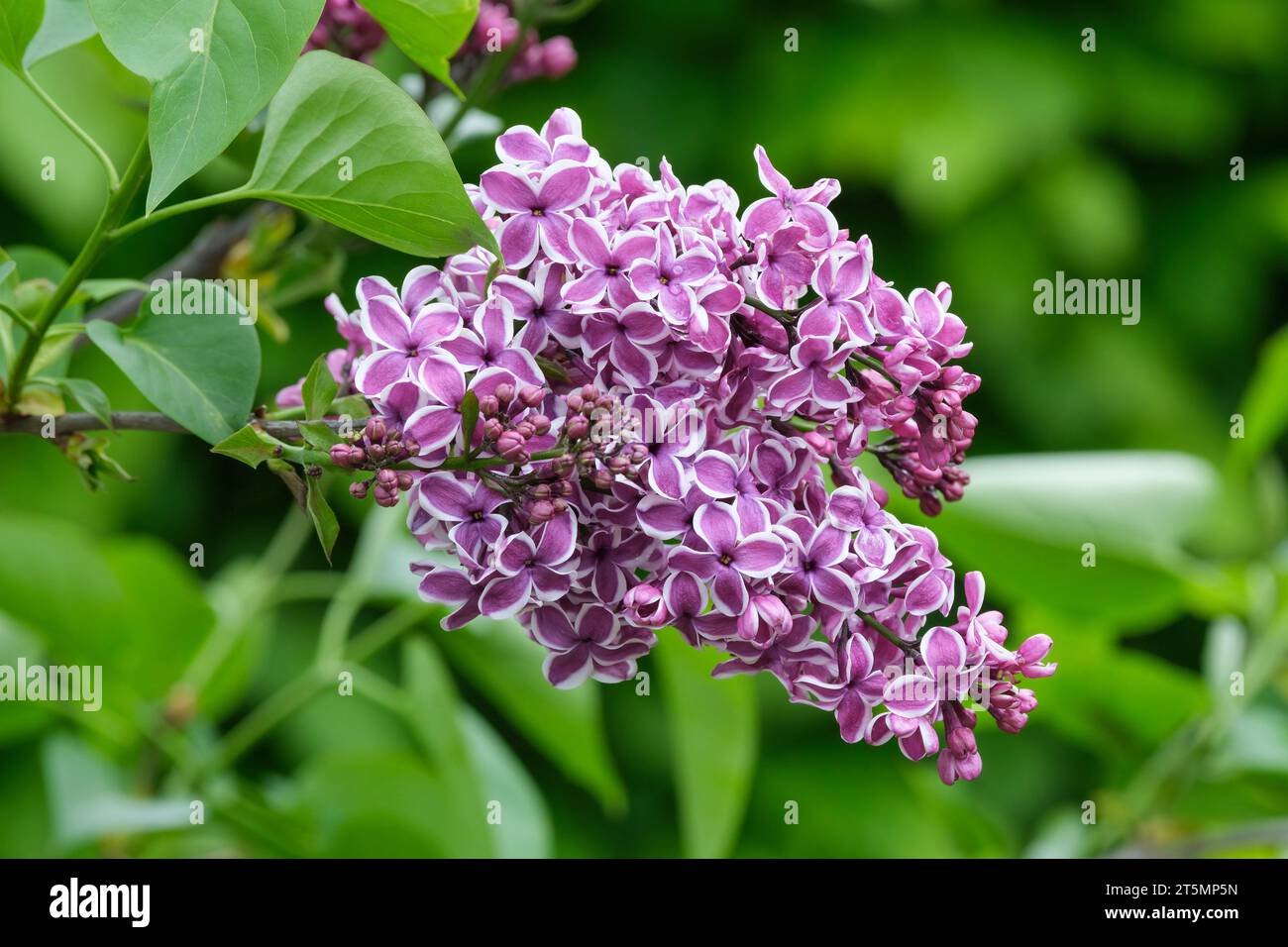 Lilas Syringa vulgaris sensation, unique, riche fleurs rouge violet ont un bord blanc à chaque pétale, Banque D'Images