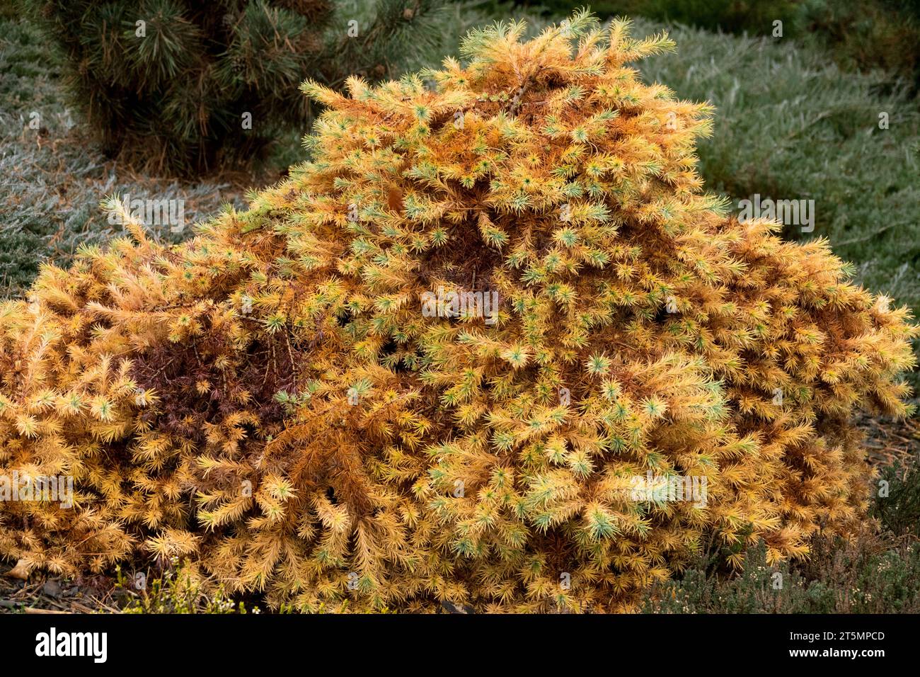 Larix kaempferi 'Tunis', Mélèze japonais, saison, automne, couleur, feuillage, nain, arbre, forme, conifère Banque D'Images