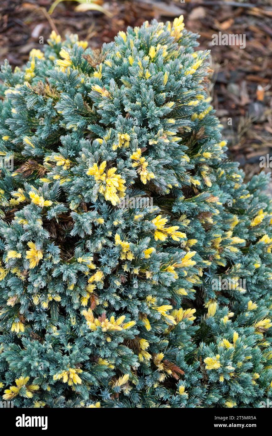 Genévrier floconneux, Juniperus squamata 'Floreant' Banque D'Images