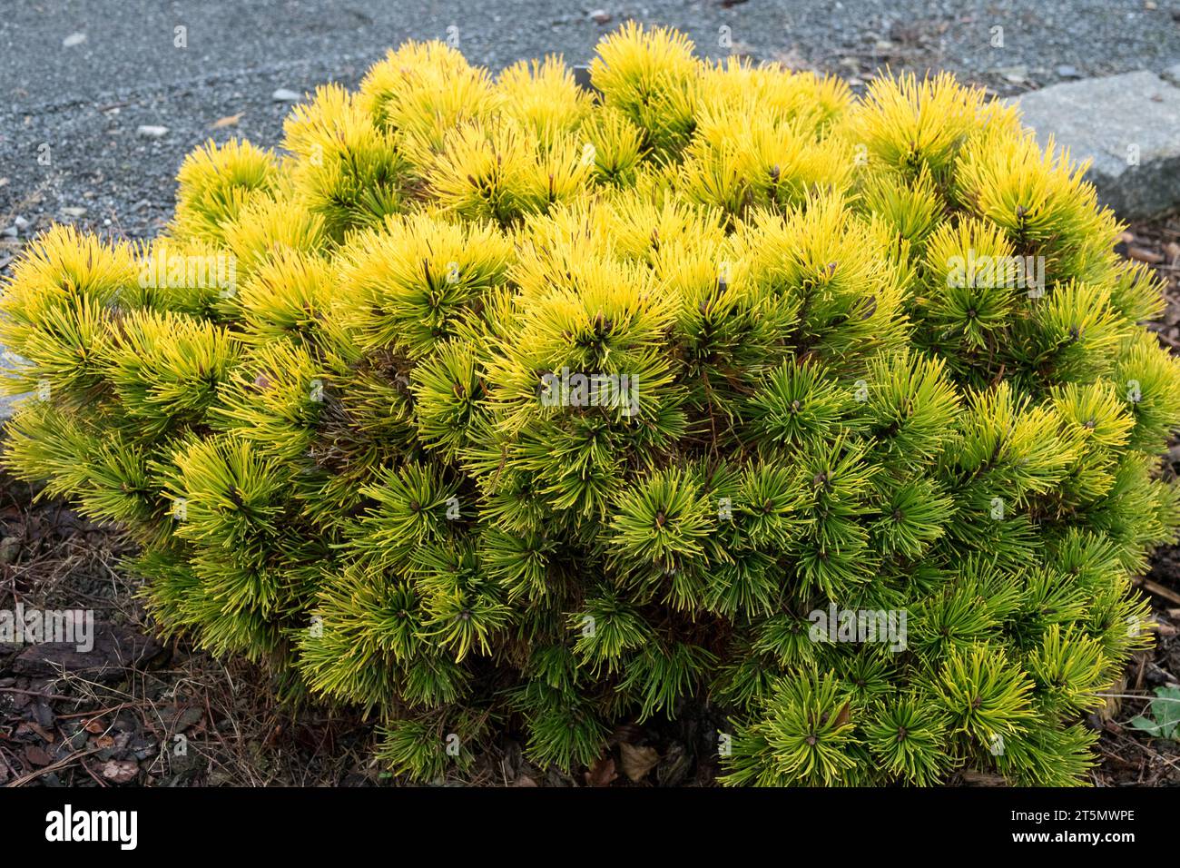 PIN des montagnes, nain, Pinus mugo, arbre, PIN, jaune, aiguilles Pinus mugo 'Piatra Crairului' Banque D'Images