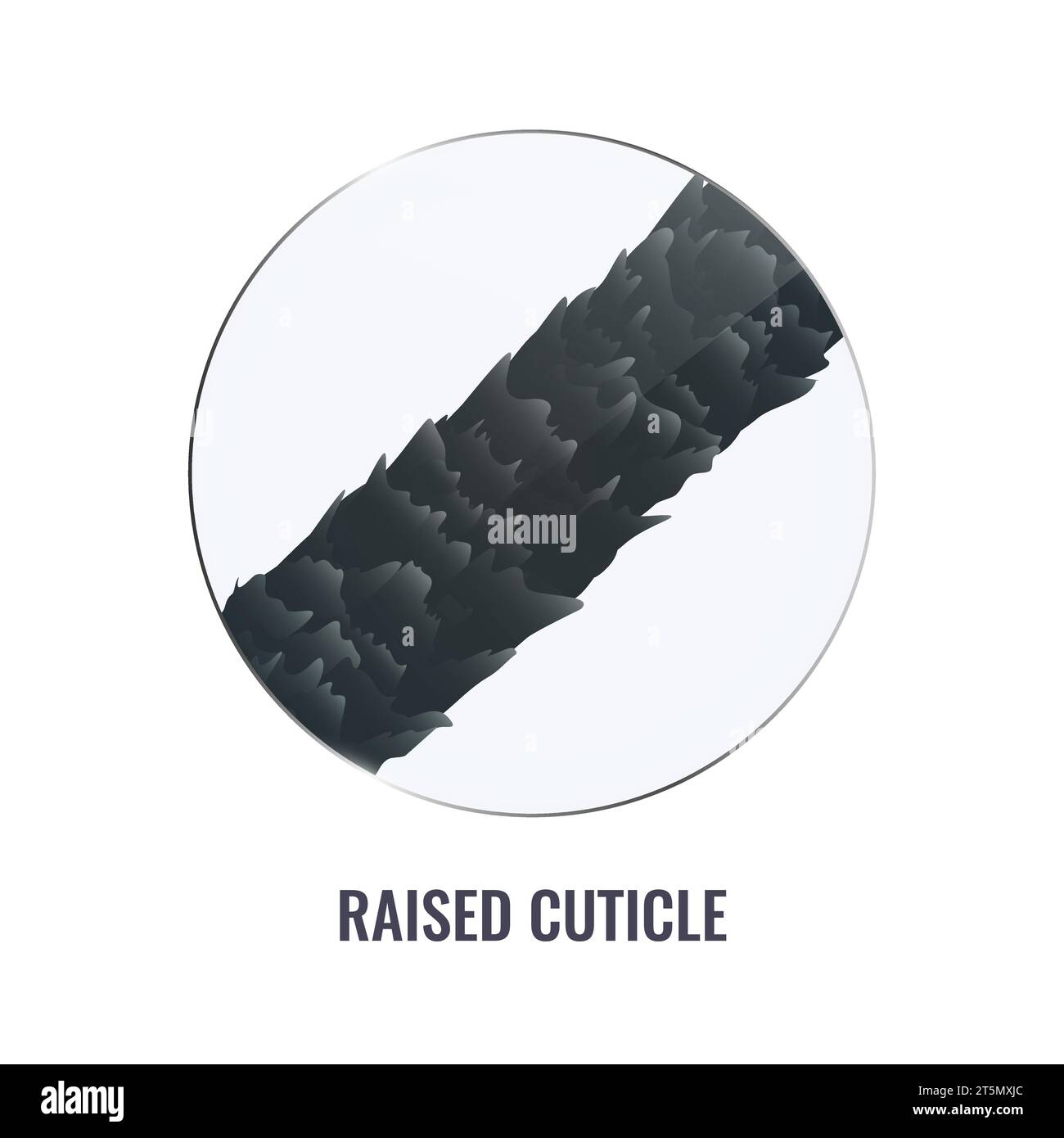 Surface des cheveux endommagée avec cuticule surélevée Illustration de Vecteur