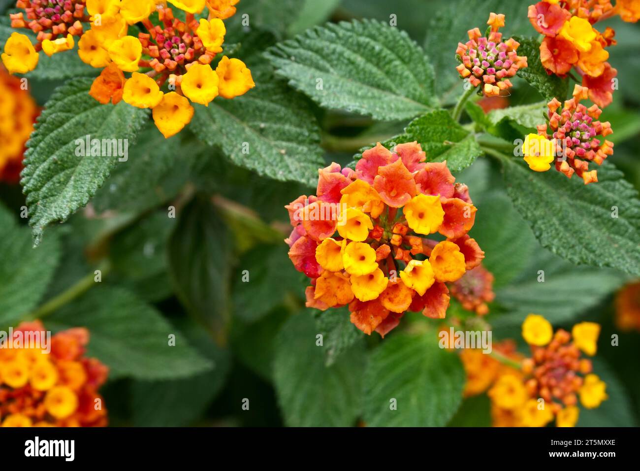 Belles fleurs de caméra Lantana jaune et orange avec des feuilles vertes derrière. Banque D'Images