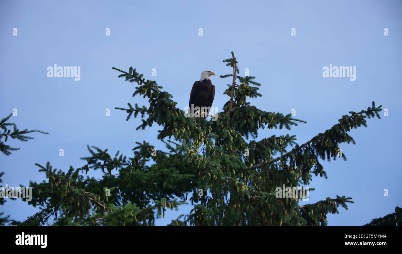 Aigle à tête blanche Banque D'Images