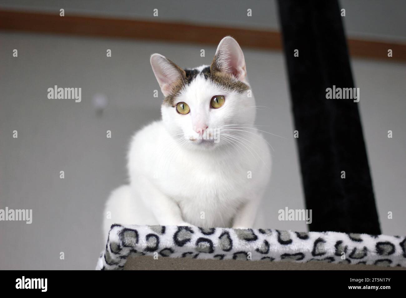 Mignon chat japonais Bobtail jouant sur une tour de chat imprimé léopard Banque D'Images