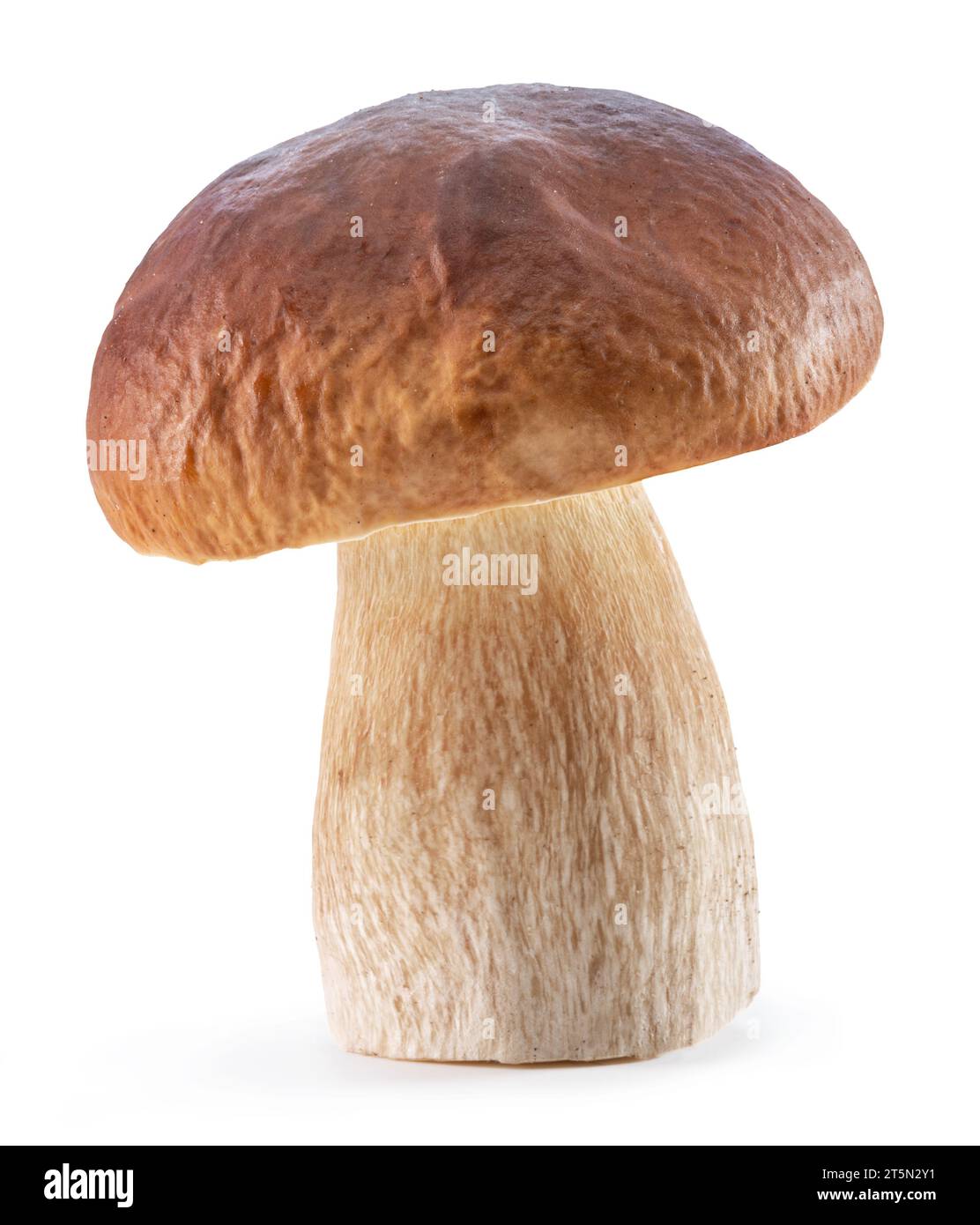 Champignons porcini parmi les feuilles tombées dans la forêt. Gros plan. Banque D'Images