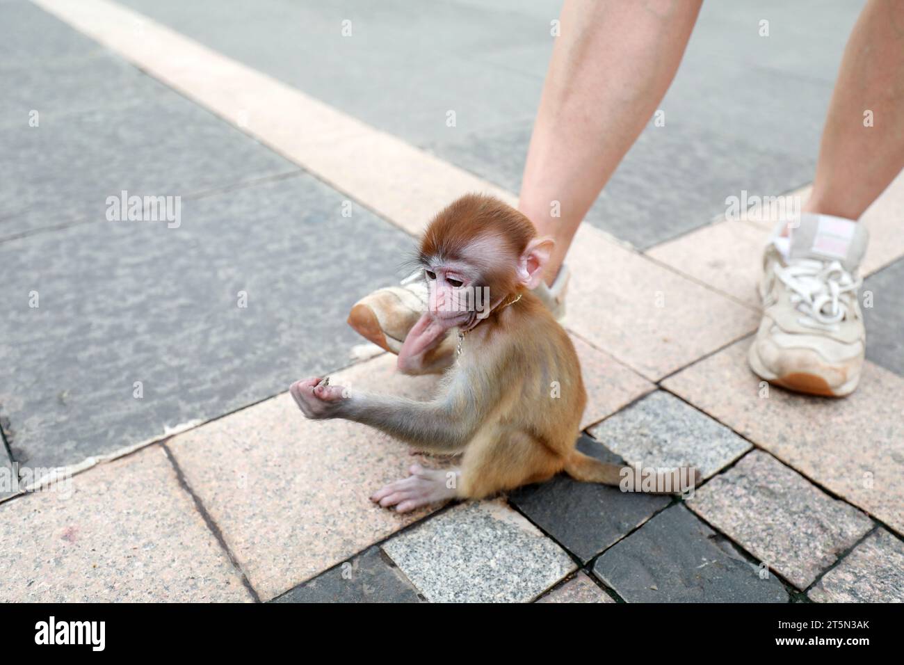 Singes animaux jouant sur le sol Banque D'Images