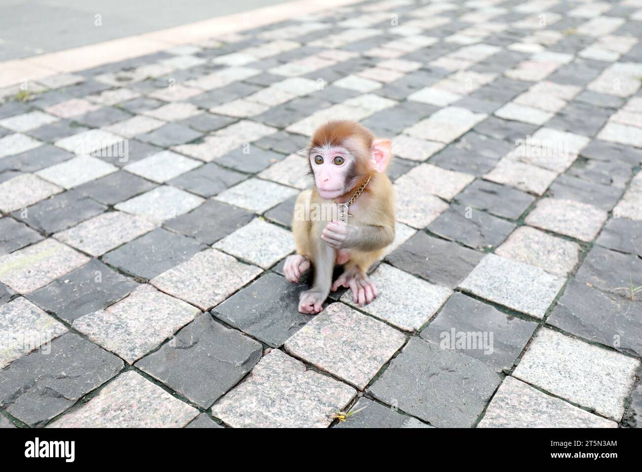 Singes animaux jouant sur le sol Banque D'Images