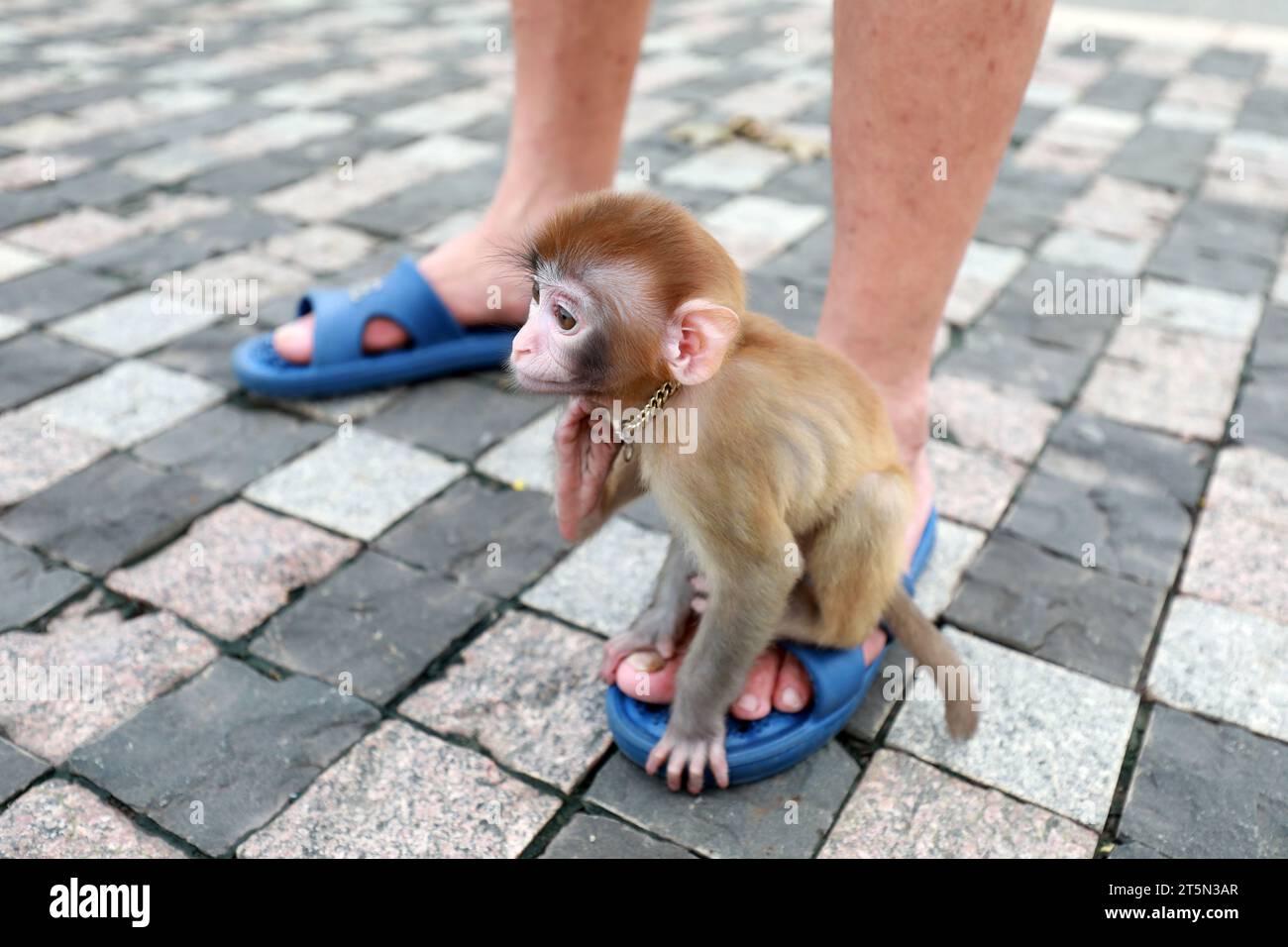 Singes animaux jouant sur le sol Banque D'Images