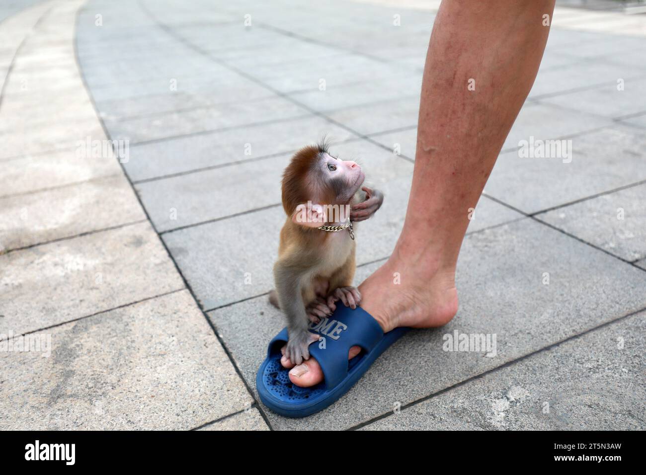 Singes animaux jouant sur le sol Banque D'Images