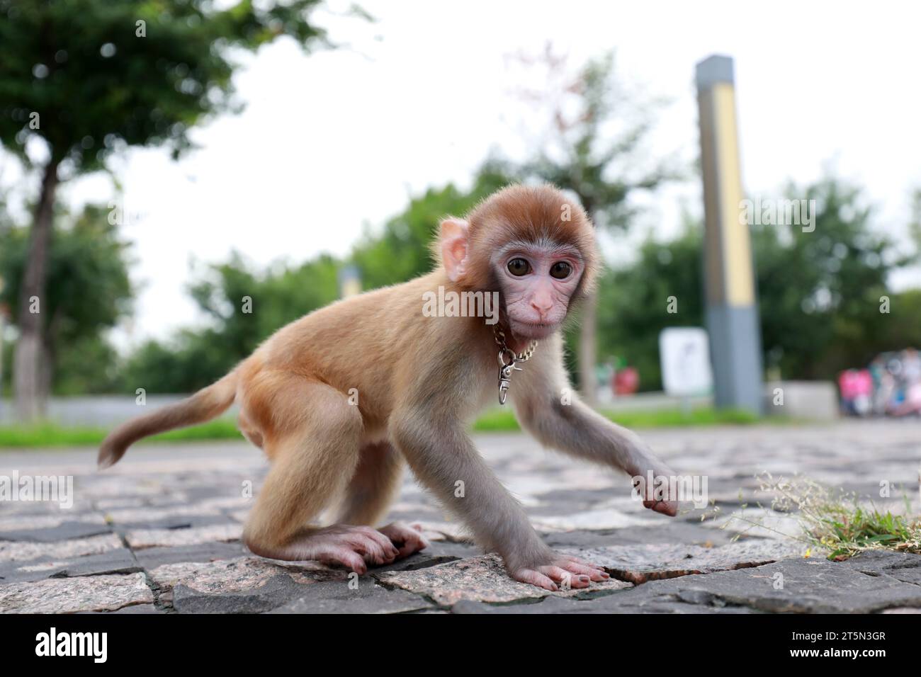 Singes animaux jouant sur le sol Banque D'Images