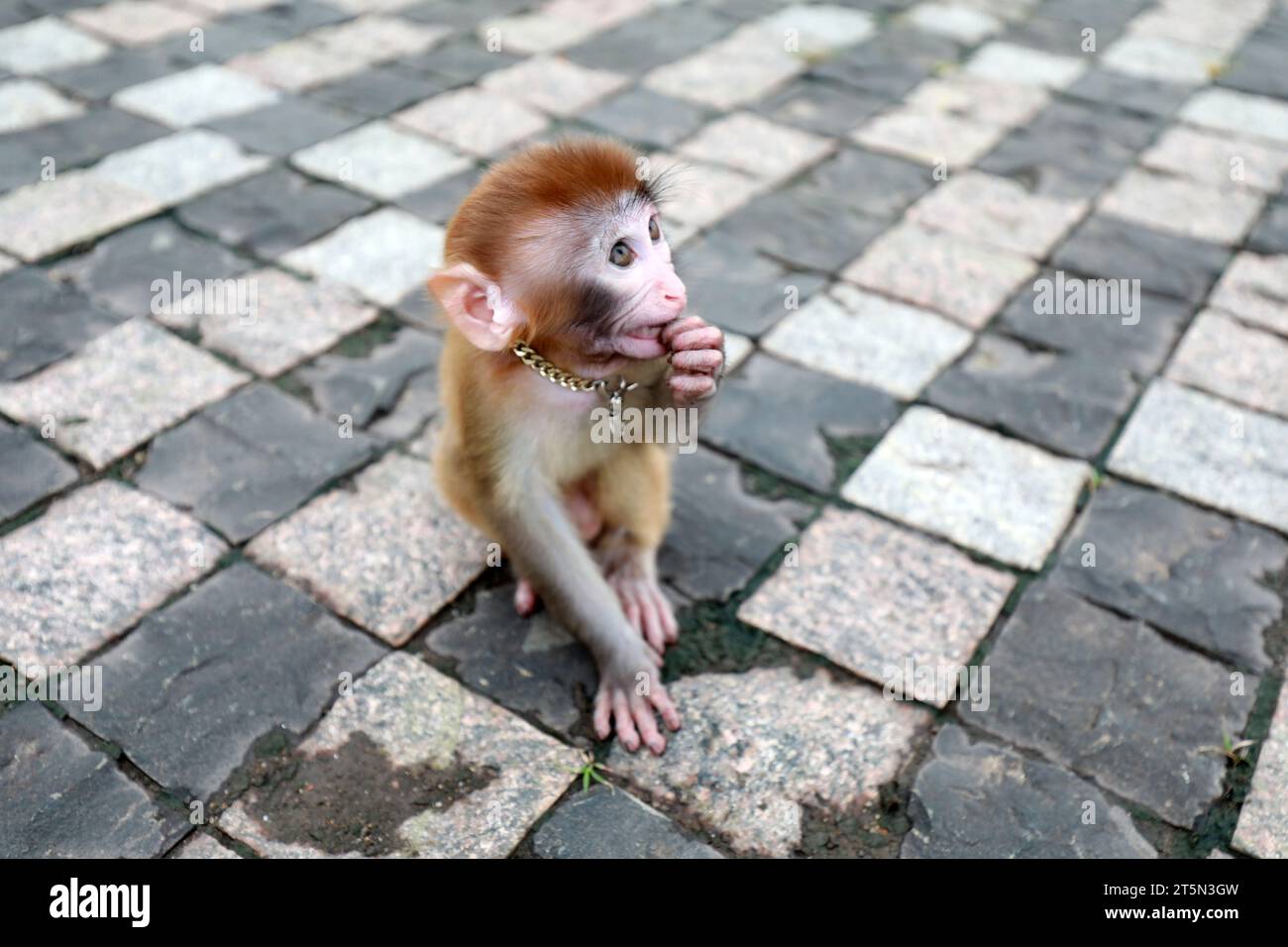 Singes animaux jouant sur le sol Banque D'Images