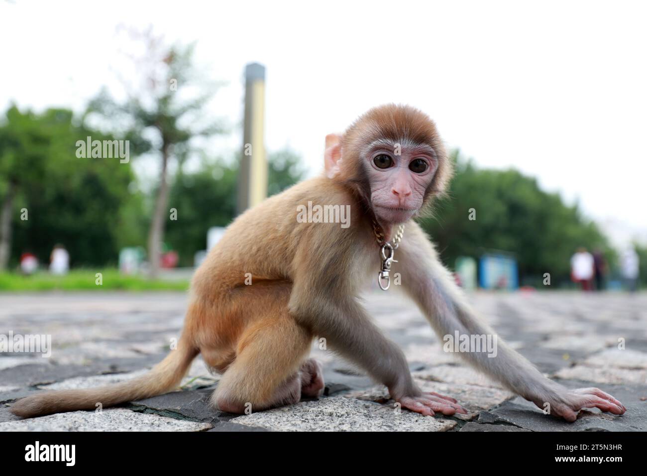 Singes animaux jouant sur le sol Banque D'Images