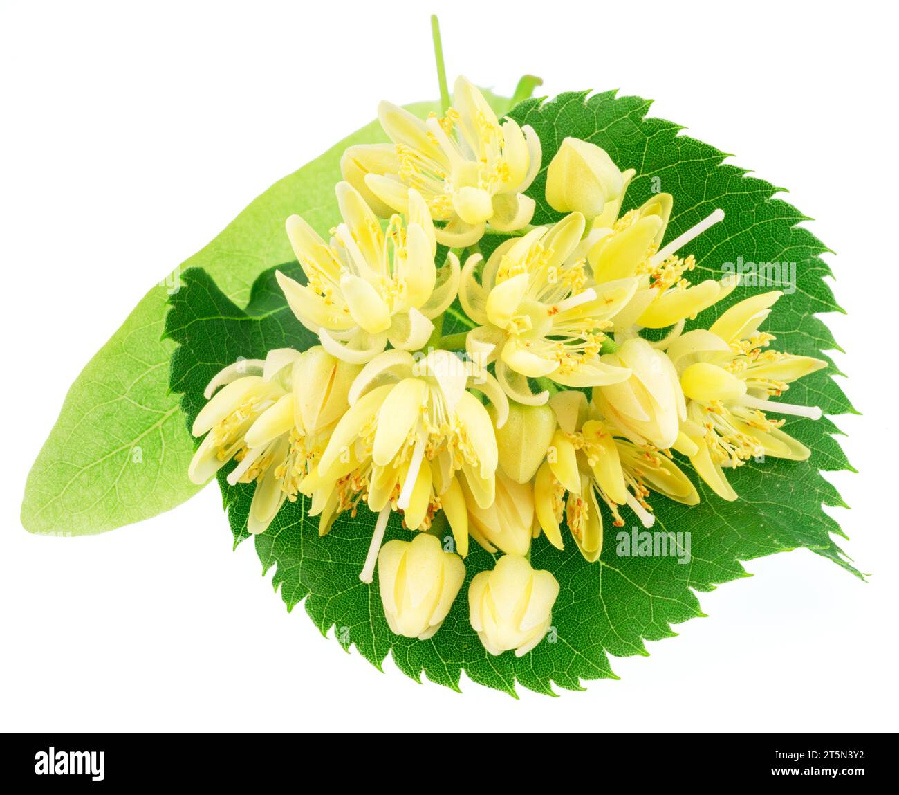 Fleurs de Linden ou fleurs de tilleul isolées sur fond blanc. Banque D'Images