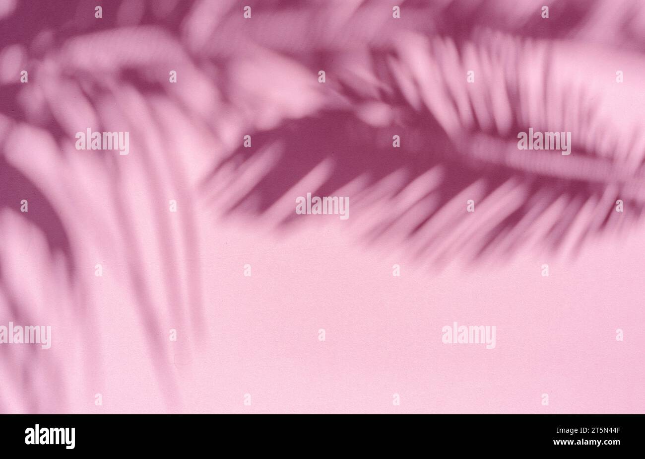 Ombre floue de feuilles de palmier tropical sur fond de mur rose. Concept d'été. Banque D'Images