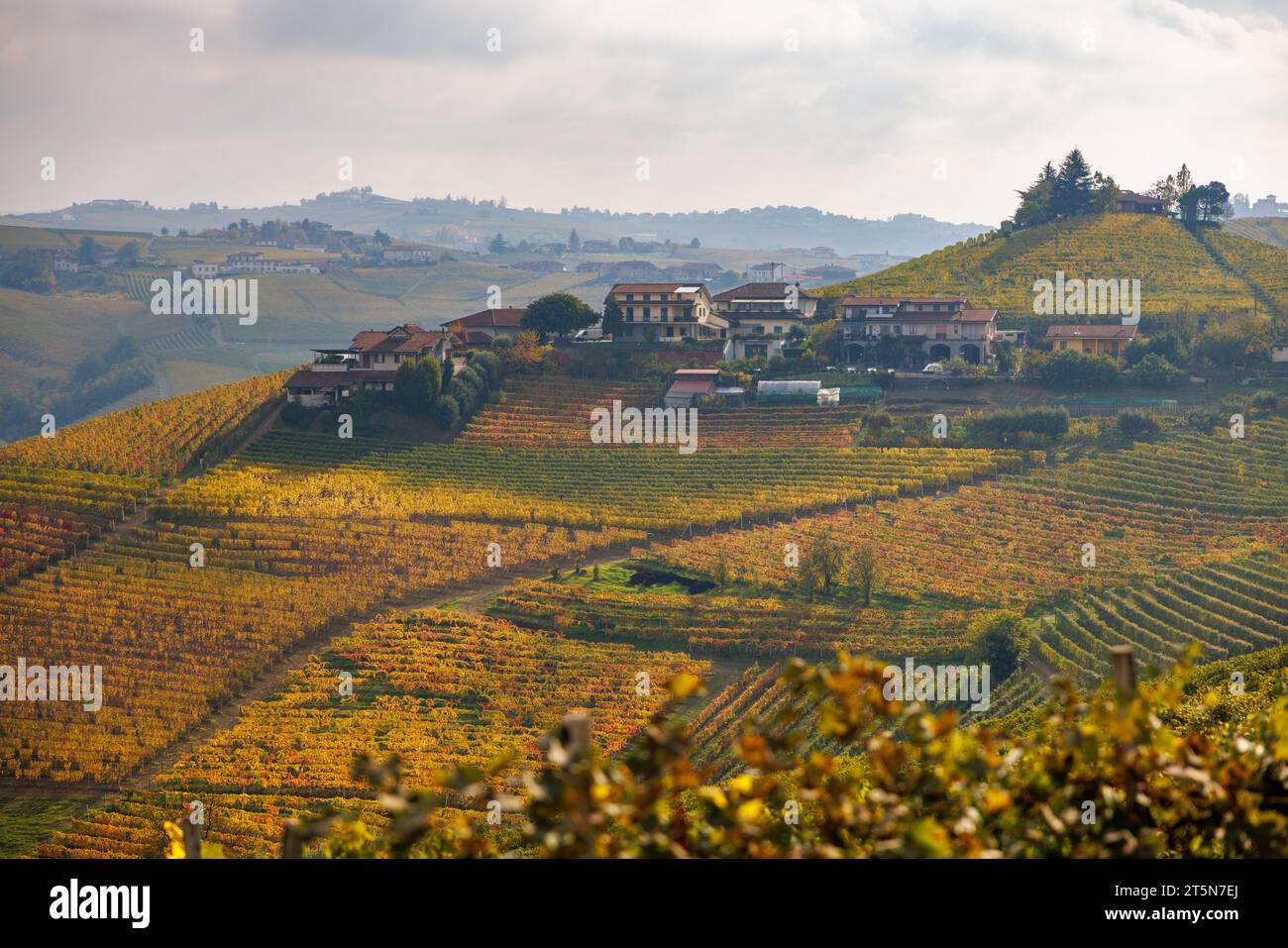 Vignobles près de Barbaresco, Piémont en automne Banque D'Images