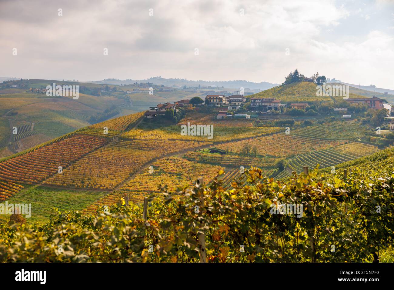 Vignobles près de Barbaresco, Piémont en automne Banque D'Images