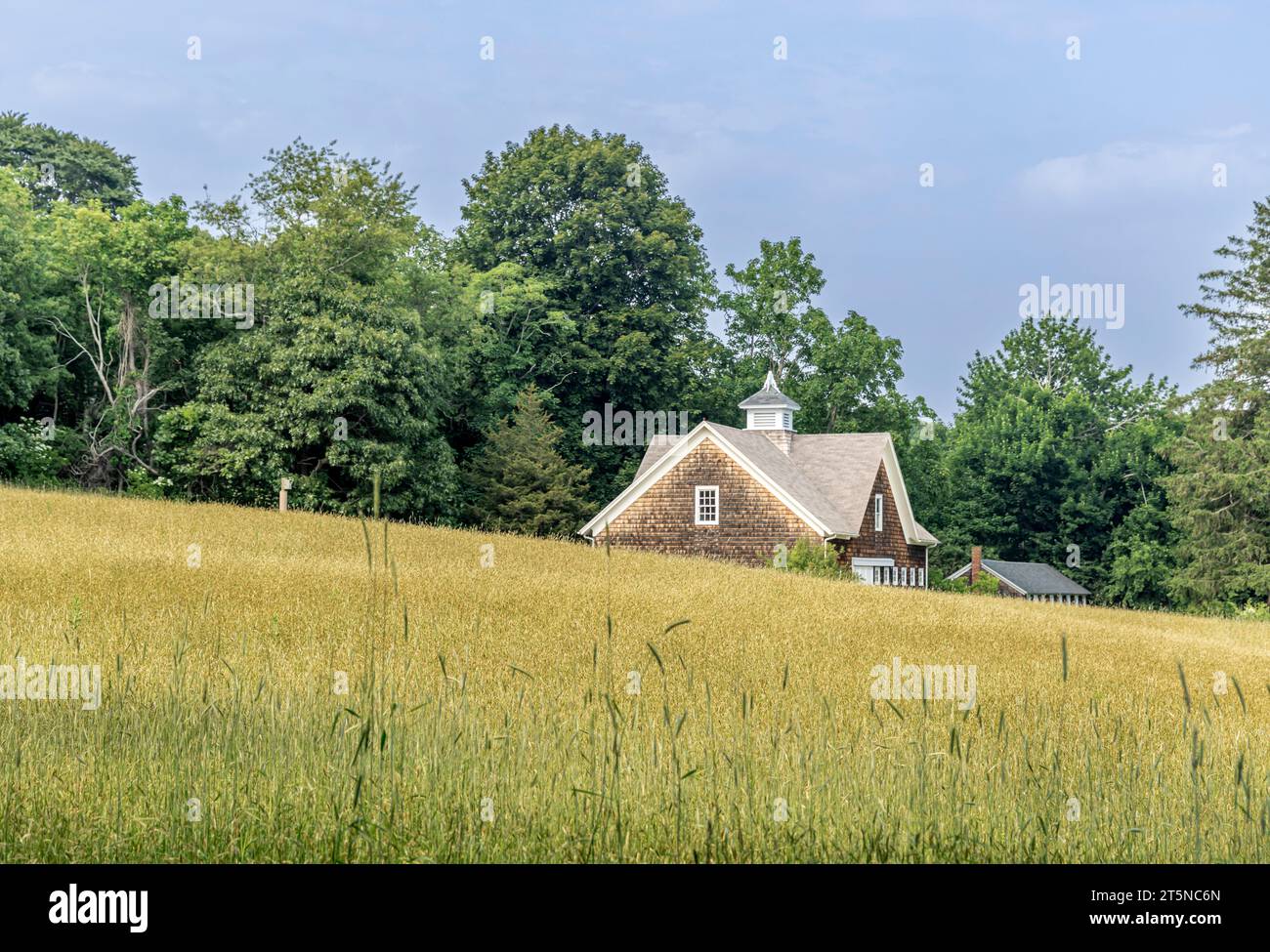 beau champ d'herbe haute avec une grange et des arbres lointains Banque D'Images