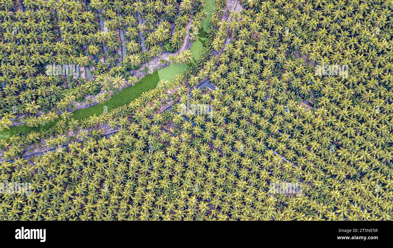 Ratchaburi. 3 novembre 2023. Cette photo aérienne prise le 3 novembre 2023 montre une plantation de cocotiers à Damnoen Saduak, province de Ratchaburi, Thaïlande. Situé dans la province centrale de Ratchaburi en Thaïlande, à environ 100 km de Bangkok, Damnoen Saduak est bien connu pour son marché flottant centenaire. C'est également la principale région productrice de noix de coco parfumées de Thaïlande, connue pour son arôme unique et son goût sucré. POUR ALLER AVEC 'Feature : l'exportateur thaïlandais de noix de coco a de grands espoirs pour CIIE' crédit : Wang Teng/Xinhua/Alamy Live News Banque D'Images