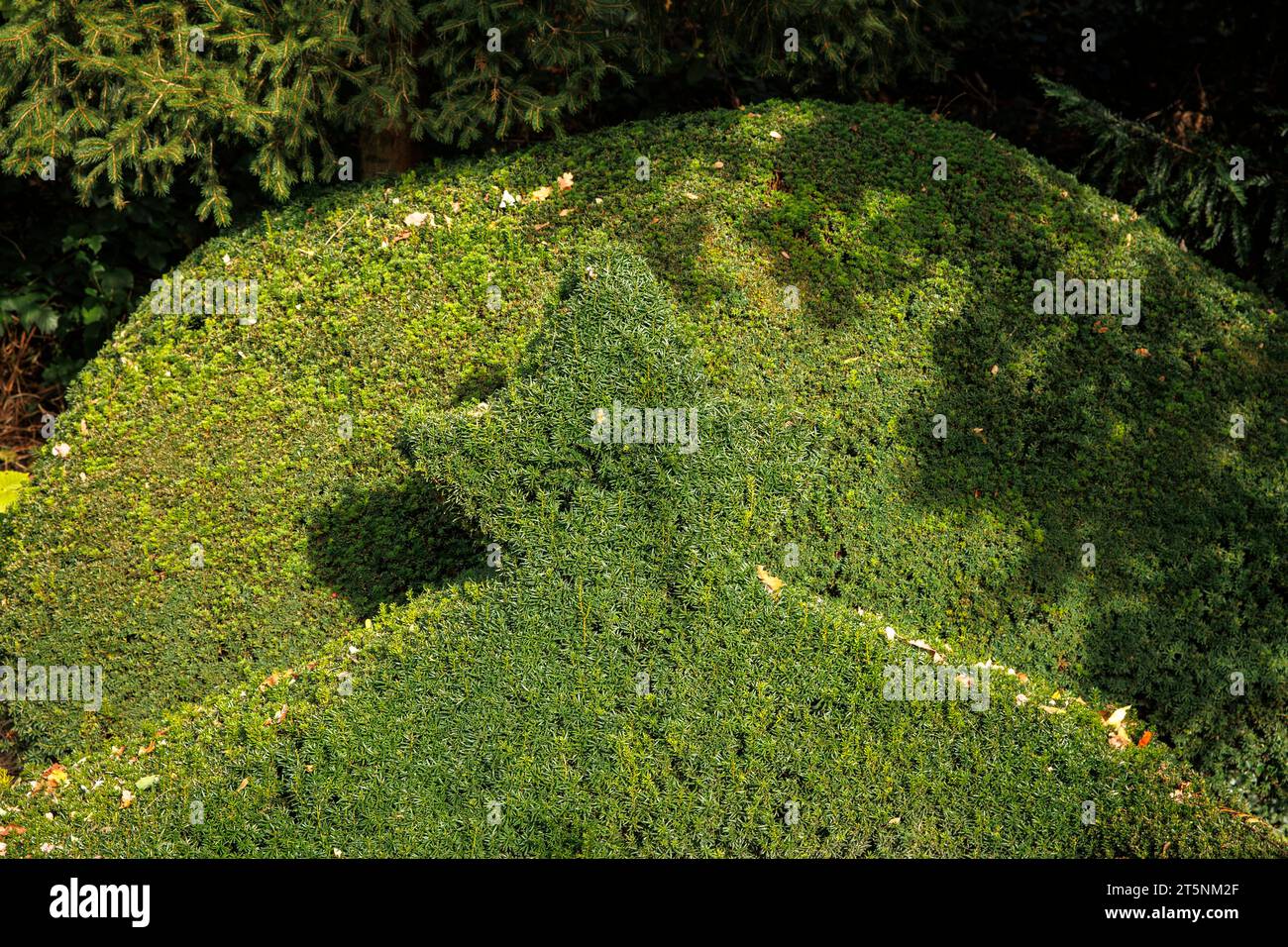Haie d'if avec topiaire au cimetière de Wetter an der Ruhr, Rhénanie du Nord-Westphalie, Allemagne. Eibenhecke mit Formschnitt auf dem Friedhof dans Wetter A. Banque D'Images