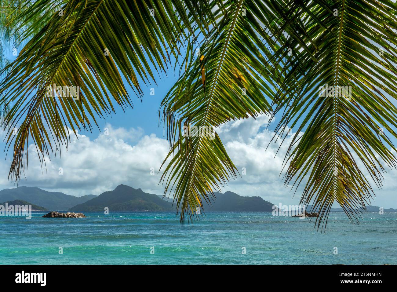Palmiers et vue sur l'île de Praslin depuis la Digue, Seychelles Banque D'Images