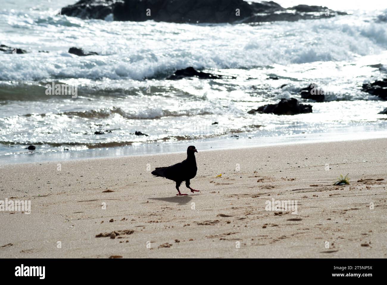 Silhouette d'un pigeon à la recherche de nourriture dans le sable de la plage. La vie animale. Banque D'Images